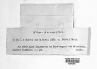 Anthracobia melaloma image